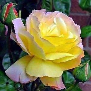 Meet your Posher, Marleny